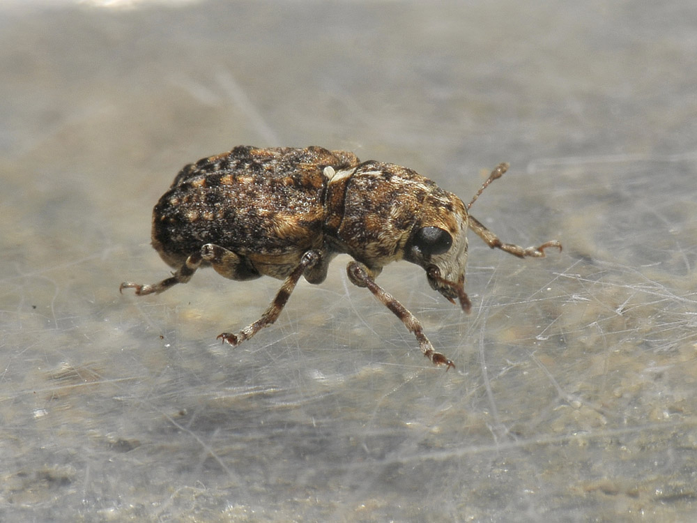 Dissoleucas niveirostris (Anthribidae)